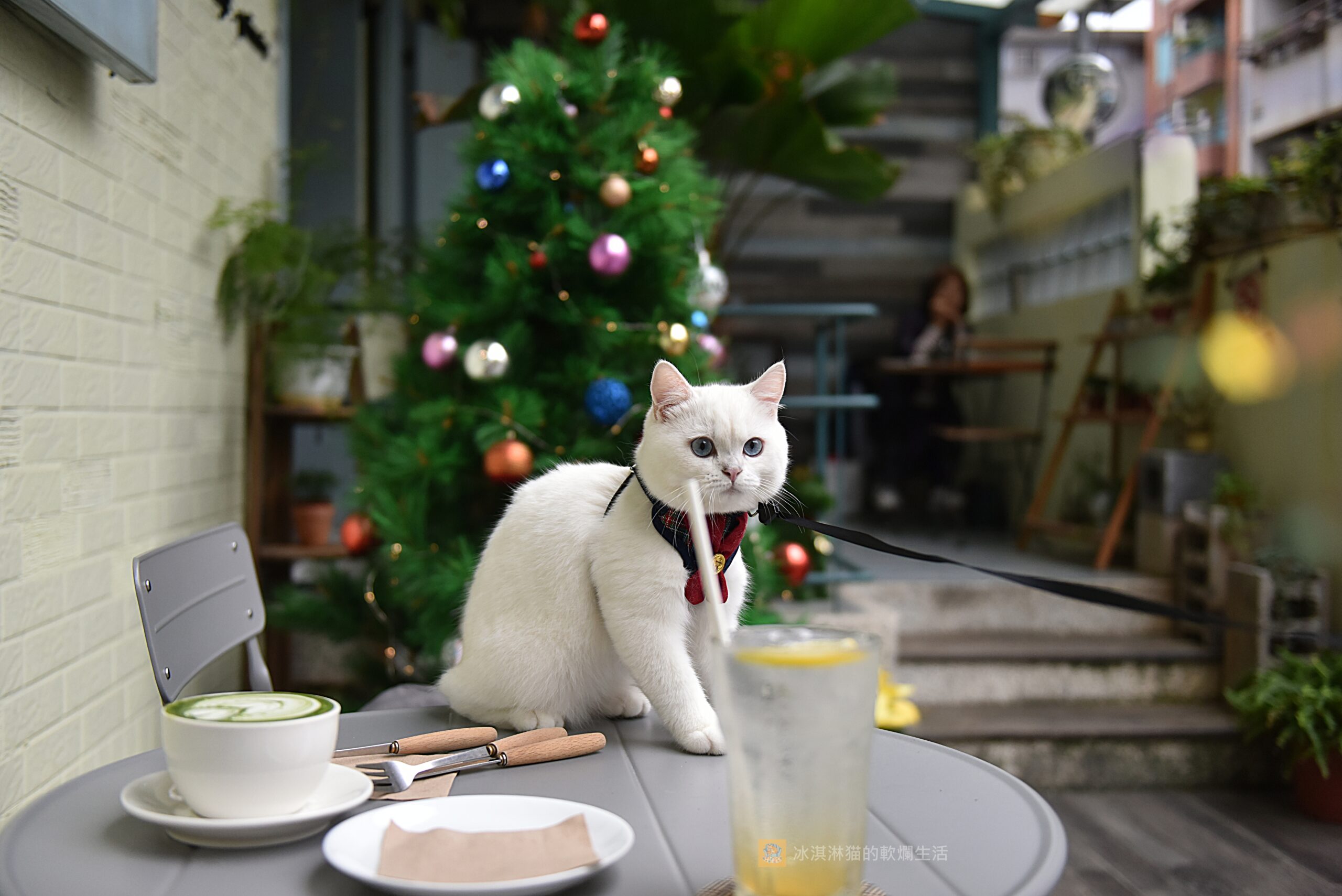 天母美食｜愜意咖啡館｜寵物友善餐廳，網美下午茶餐廳(下篇) @冰淇淋猫的軟爛生活