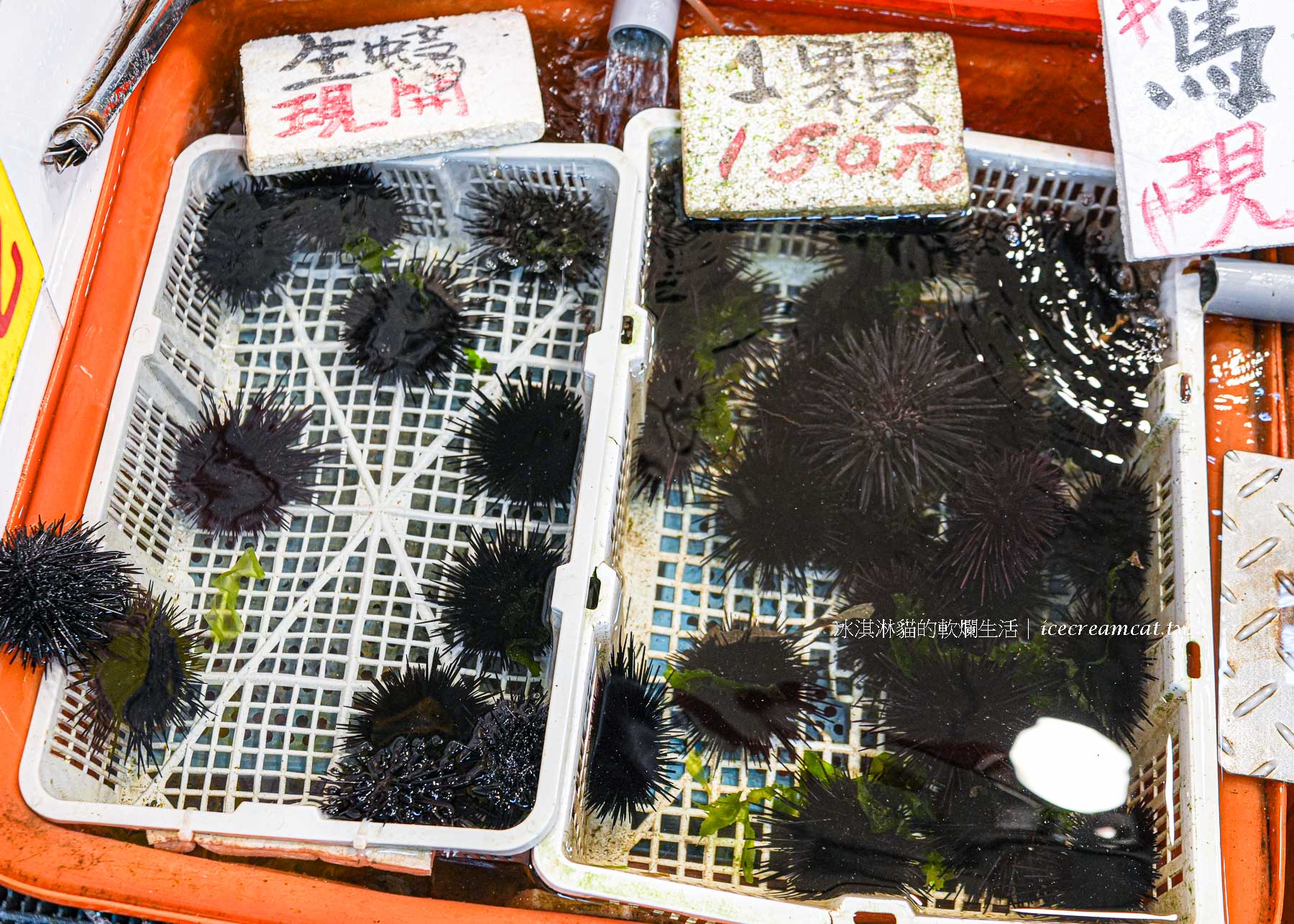 【小翔海產】21號 龜吼漁夫市集必吃推薦，現剖海膽、生蠔超鮮人氣攤位（原28號） @冰淇淋貓的軟爛生活
