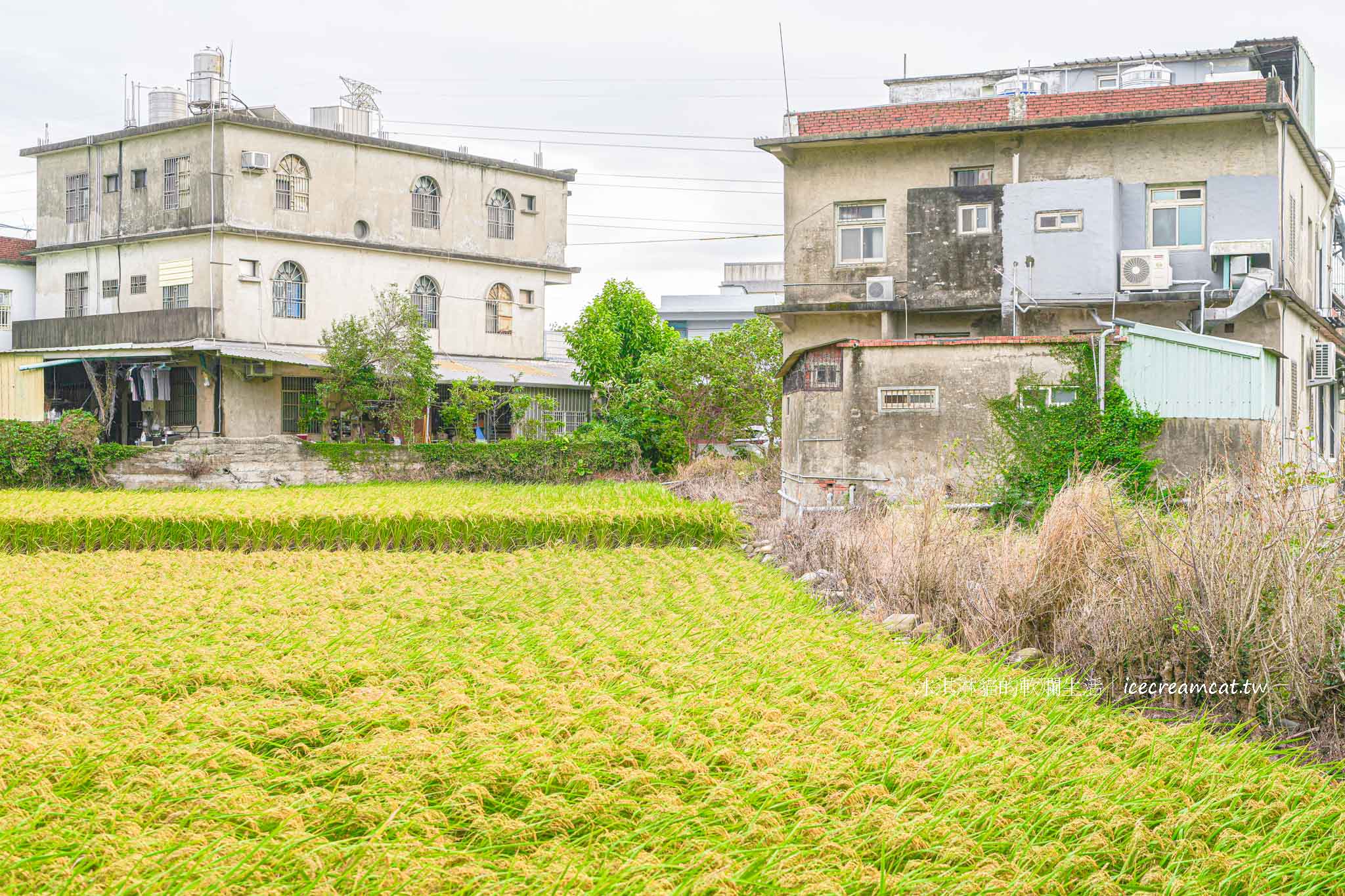 【新竹竹北咖啡廳】有田咖啡|中藥鋪改建咖啡店,坐擁稻田美景!菜單必點藥房秘滷小豆干 @冰淇淋貓的軟爛生活 【新竹竹北咖啡廳】有田咖啡|中藥鋪改建咖啡店,坐擁稻田美景!菜單必點藥房秘滷小豆干 @冰淇淋貓的軟爛生活
